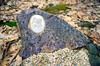 Collie Rough, Long-Haired Collie - commemorative plaque with a photo of a dog, tombstone with a print, personalized oval plaque from the Art-Dog brand