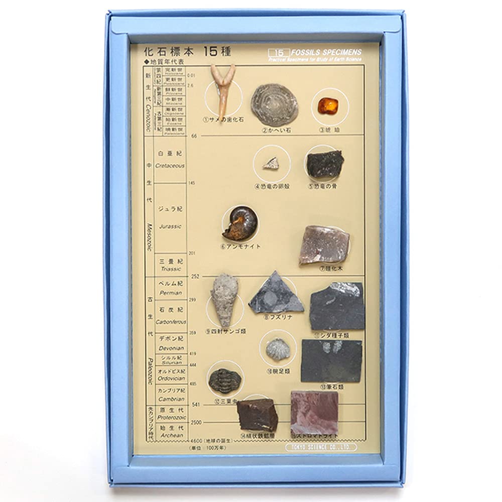 SCIENCE of 15 Fossil Specimens with Explanation Boxed of Box 130 X 200 X H15 Kaseki FOSSILS SPECIMENS 15 "Set (made Paper) Size Mm" Hyōhon