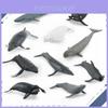 Marine Animal Beluga Whale And Whale Replica Model Set Pvc Toy For Aquarium Decor