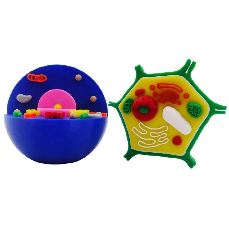 Educational Animal Plant Cell Anatomy Model Animal and Plant Cell Model Biology Teaching Aid