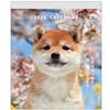 Active Corporation 2025 Calendar Wall Hanging DOG Wall Calendar 25ACL-01 Starts In January 2025