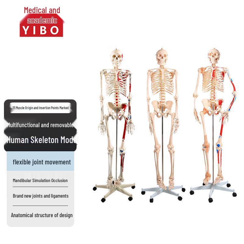 Medical Life-Size Human Skeleton Model