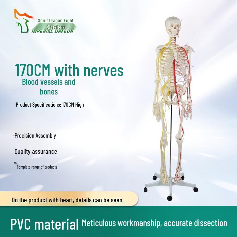 170CM Human Skeleton Model with Nerves and Blood Vessels