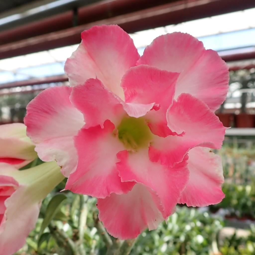5 SEEDS of ADENIUM OBESUM "Pink" Desert Rose -FRESH SEEDS
