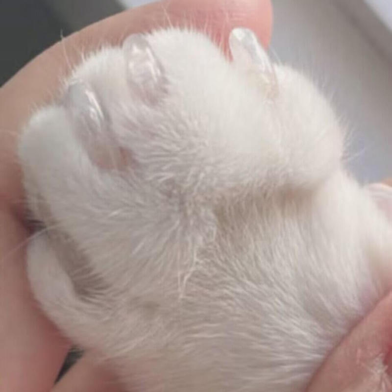 20PCS Pet Cat Nail Covers 20Pcs Soft Comfortable Clear Nail Tips for Cats Anti Scratch Furniture Safe Caps with Glue