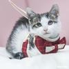 Vest type cat rope chest strap out cat anti-break free cat rope does not restrain the hand cat leash