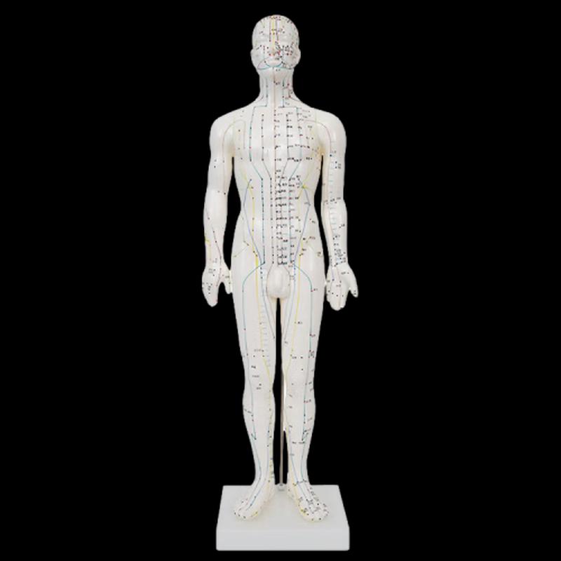 XINMAN Human Acupuncture Practice Model