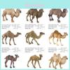 Solid Pvc Zoo Animal Models With Single And Double Humped Camels For Collectors