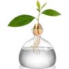 Vase de démarrage pour graines d'avocat, vase en verre transparent pour la culture de plantes, kit de culture de graines en verre pour les amateurs de jardinage
