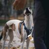 1PCS Dog Poop Bag Dispenser Holder Portable Plastic Dog Poop Bag Holder Outdoor Accessory for Pet Dog Outdoor Travel Accessory