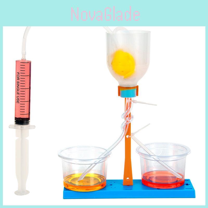 Science Experiment Diy Kidney Unit Model Educational Toy For Kids Classroom Learning