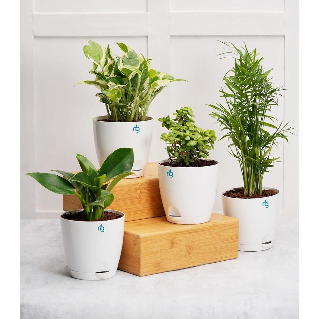Combo of 4 Self Watering Flower Pots for Plants | Plastic Plant Pots | Planter Pots for Home, Indoor Living Room,Garden