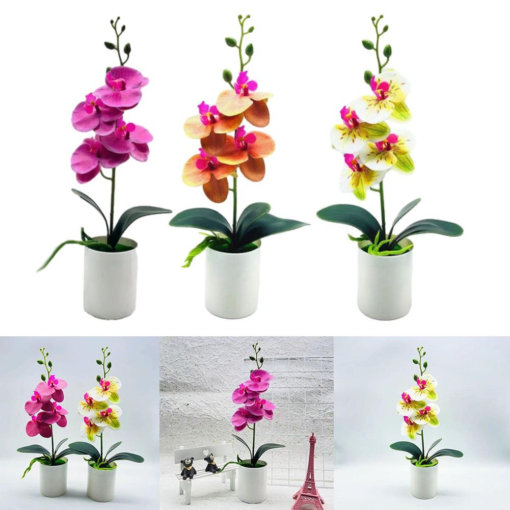 

Stunning Orchid Bonsai with a Range of Color Options to Suit Your Taste помаранчевий