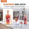 Set Bundle Modelli Anatomia Umana, Cervello, Tronco Corporeo Umano, Cuore, Set Modello Scheletro di 4 Pezzi, Strumenti di Studio Modelli 3D Pratici Modelli Didattici per la Fisiologia