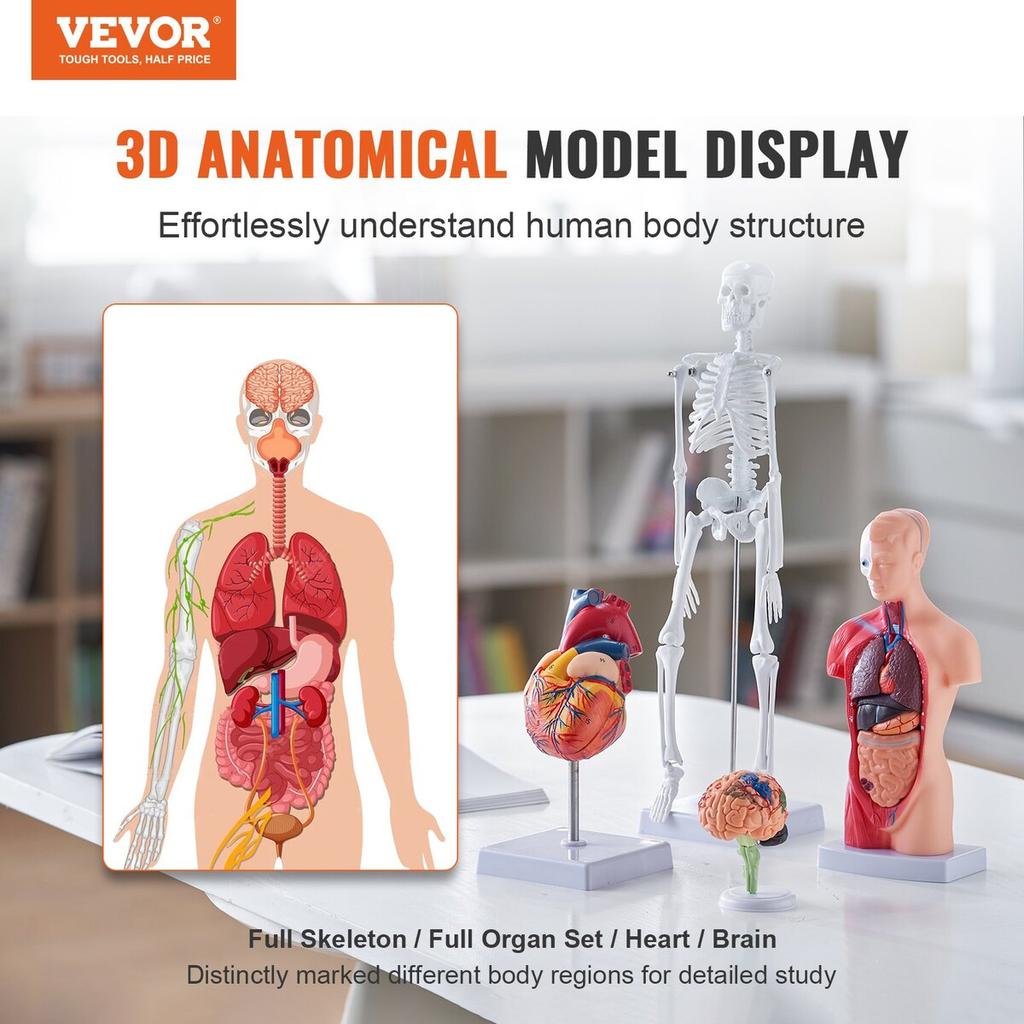 Set Bundle Modelli Anatomia Umana, Cervello, Tronco Corporeo Umano, Cuore, Set Modello Scheletro di 4 Pezzi, Strumenti di Studio Modelli 3D Pratici Modelli Didattici per la Fisiologia