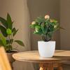 Small Tree Artificial Bonsai Table Decoration Garden Arrangement Ornaments