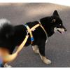 My Fluffy Dog Shock Relief H-type Harness Fit Band, Orange Yellow
