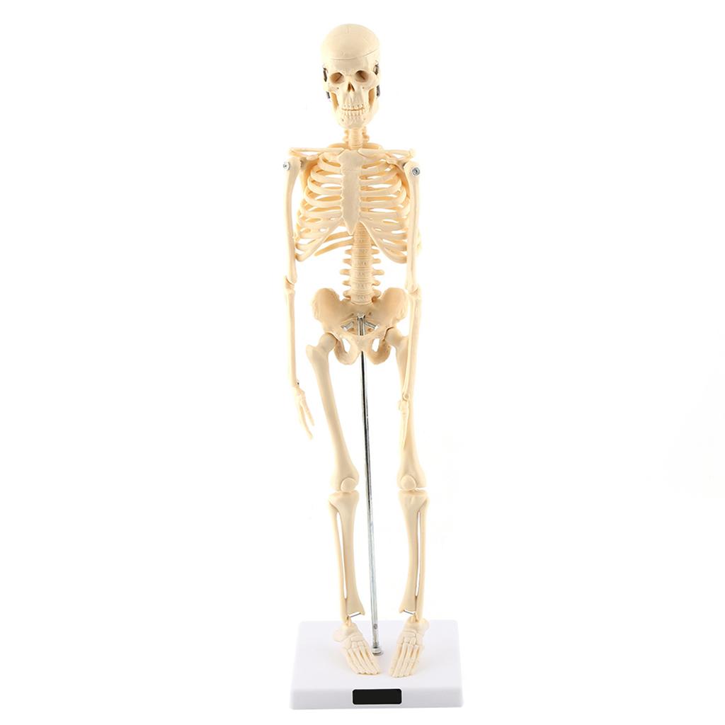 1pc Human Skeleton Anatomical Model Medical Anatomical Teaching Tool With Base