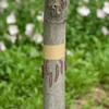 Adhesive Kraft Paper,    Fruit Tree Wrap Protector Tape Slipery Barrier for Outdoor Garden Climbing Lawn Plant