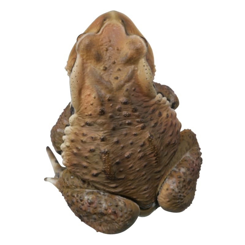 Nature Technicolor Japanese Frogs Special Edition Japanese Toad Gacha Capsule Toy
