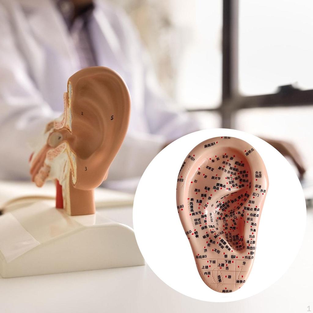 Human Ear Acupoint Auricular Model Highly Simulated Practice Teaching Aid for Learning