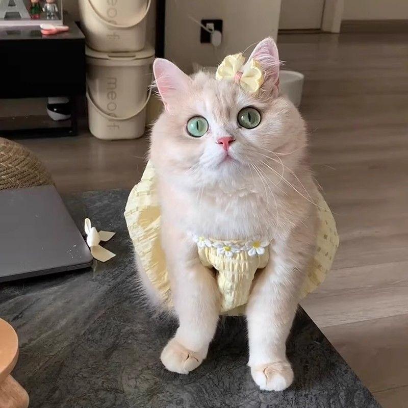 Cat Summer Clothes Small Skirt Anti-hair Loss Cute Gold Gradient British Short Summer Suspender Skirt