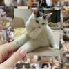60 Adet Fotoğraf Modern Sevimli Garip Çirkin Gerçek Kedi Scrapbooking Çıkartmaları Malzeme Kırtasiye Çocuk Kendin Yap Malzemeleri El İşi Junk Journal