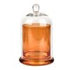 Eternal Life Flower Glass Storage Jar 8 Colors Cloche Dustproof Jar  Bedroom Decoration