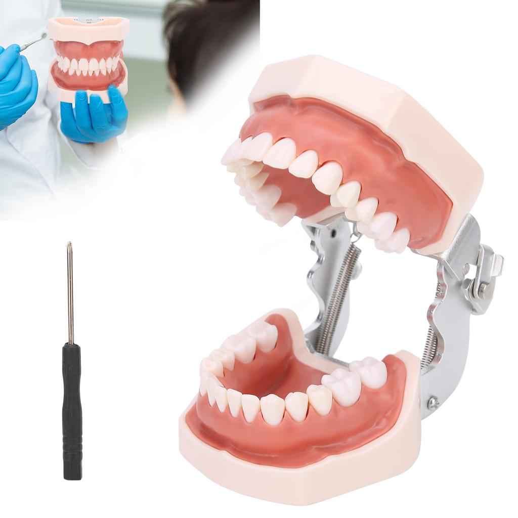 Detachable Teeth Model Simulation Dental Teeth Model for Teaching Practice with Screwdriver
