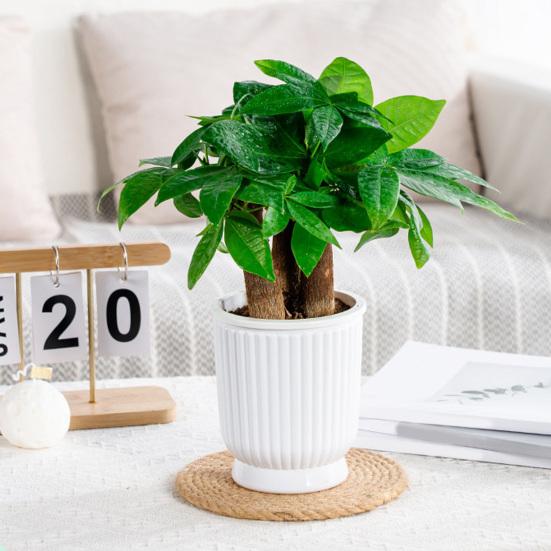 Self Watering Plant Pot Plastic Flower Pot with Water Reservoir Wick Ropes Modern Indoor Planter for Home Office