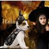 Pumpkin Halloween Dog Cloak Hat Adjustable Cats Cosplay Clothes Funny Halloween Pet Apparel  Party