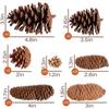 20PCS Natural Pinecone Ornaments, Pine Cones Bulk Natural Pinecones Assortment for Fall Winter Christmas Bowl Fillers (Natural)