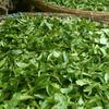 Tè Puerh Crudo 2012 Albero Antico Yiwu Sheng Puerh Tè Compresso 250g