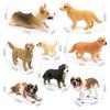 Captivating Golden Retriever Corgi And Saint Bernard Models Perfect For Pet Enthusiasts