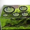 5 Piezas Anillos para Acuario Anillos Alimentadores para Peces Corral para Plantas Flotantes Soporte Flotante de Eva para Plantas Acuáticas Anillos para Plantas Círculo Alimentador para Peces