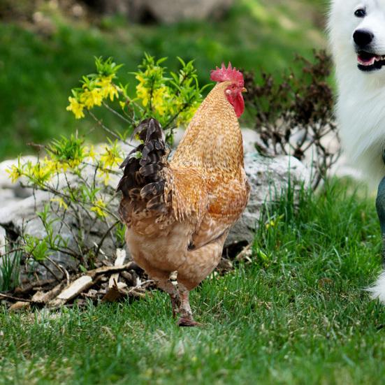 2Pcs Garden Stakes Acrylic Rooster Sculpture Hand-Painted Garden Figures Hen Garden Stakes Decorative Chicken Sculpture for Outdoor Lawn