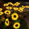 Waterproof Solar Sunflower LED Ground Stake Light for Outdoor Garden, Villa, Balcony, or Courtyard Lawn Decor