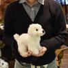 BH6583 HANSA Puppy 20