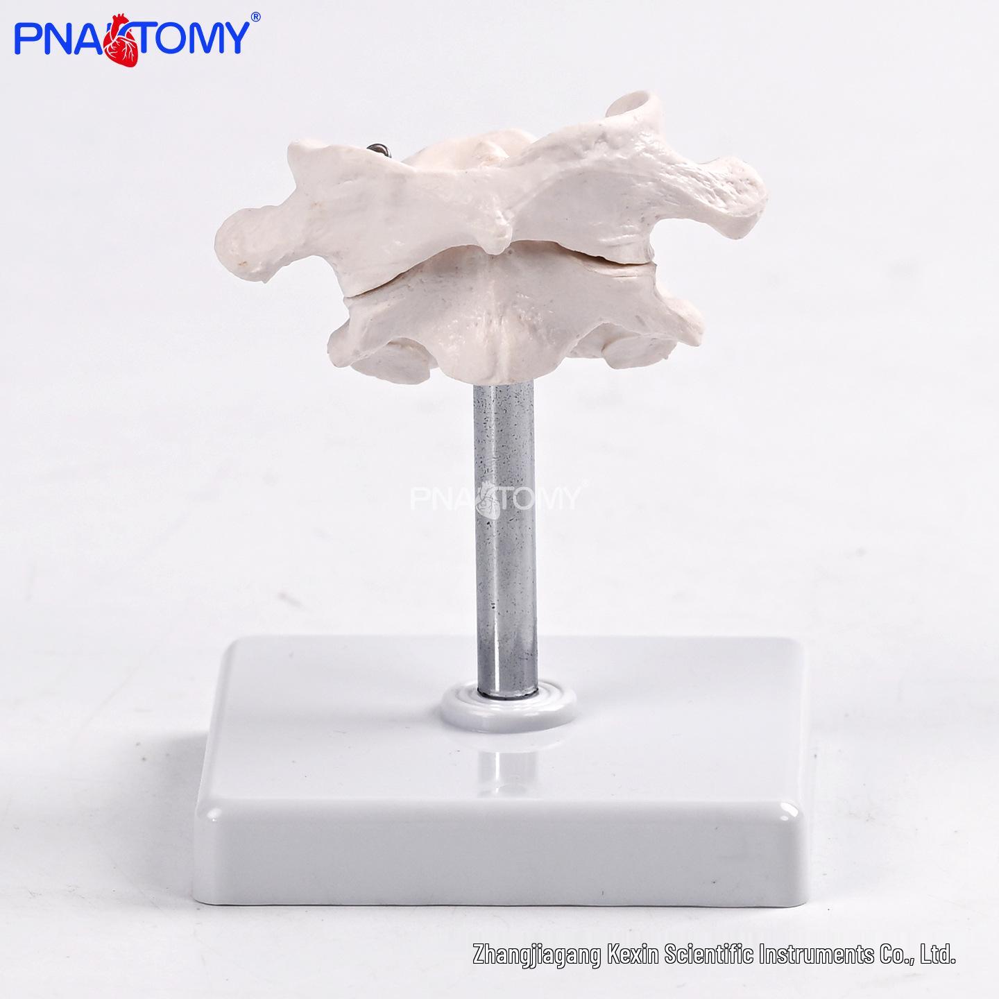 Human Occipital Bone Atlas Axis Joint Replica – Skeletal Teaching Model PNT-S001B