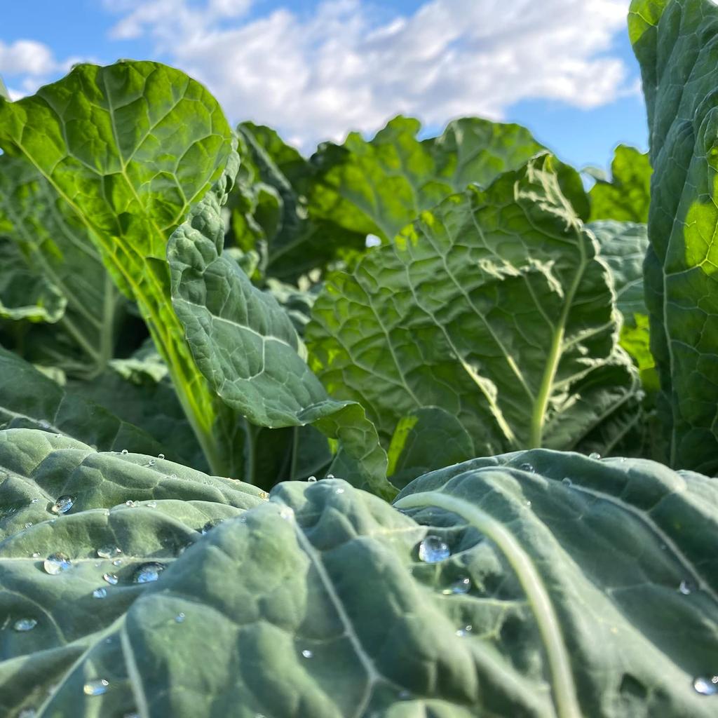 Far red green juice V1 tablets (1250 refill)