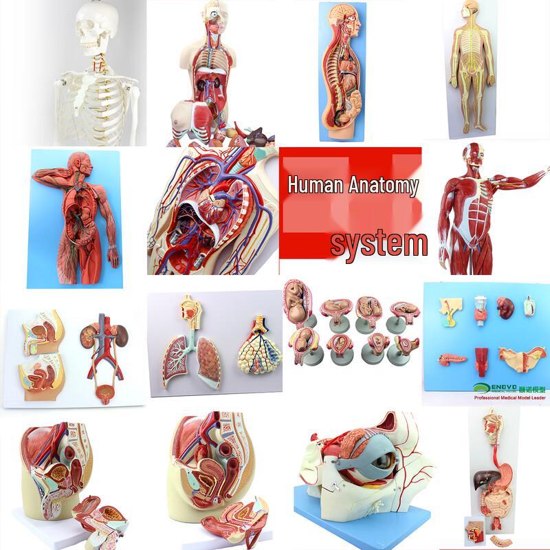 ENOVO Human Auditory System Model