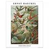 Ernst Haeckel Trochilidae Print
