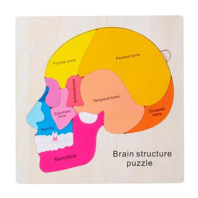 Gioco puzzle in legno per bambini piccoli Struttura anatomica del cervello umano Abbinamento delle parti del cervello Attività per la scuola a casa Gioco scientifico per bambini