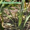 Stainless Steel Gardening Guard Net Baskets Plant Root Protection Mesh Bags Plant Flowers Insect Mouse Wire Prevention Cover