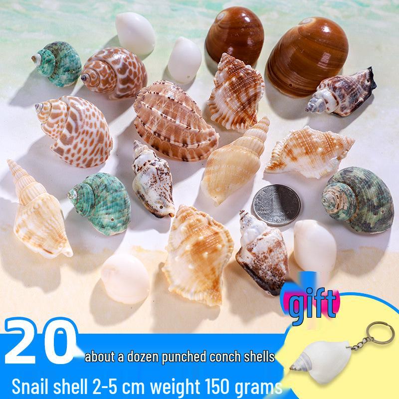 Handmade Decorative Seashells & Starfish for Fish Tanks: Landscaping, Painting, Specimens, Whelks, Hermit Crabs