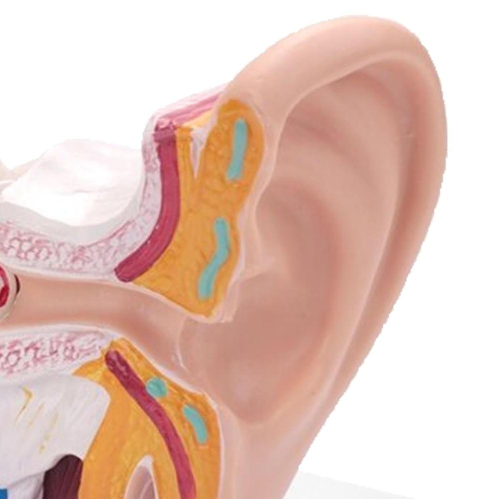 PVC Human Ear Model Stable Base Educational Ear Model Anatomical Ear Model  Science Classroom