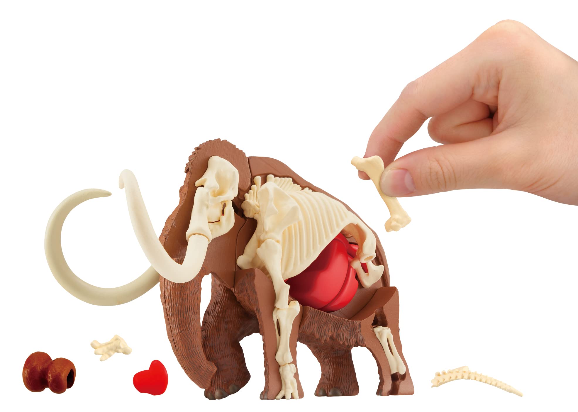 

Dissection Puzzle Science Mammoth Reconstruction Puzzle
