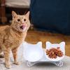 Double Elevated Cat Bowls Feeder Detachable Inclined Portable Drinking Bowl Water Dispenser