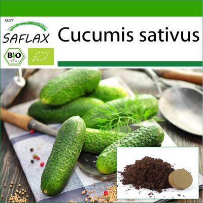 Biologico - Cetriolo - Vorgebirgstraube - 15 semi - Con substrato da vaso per una migliore coltivazione - Cucumis sativus