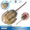 Marine Animal Simulation Model: Children's Horseshoe Crab Cognitive Toy & King Crab Ornament